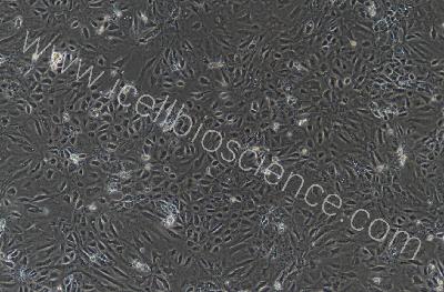 兔原代胎盘绒毛膜滋养层细胞