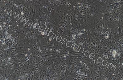 兔原代胎盘绒毛膜滋养层细胞