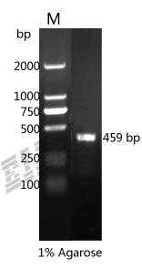 Pig IL1B Protein