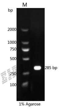 Human TNFAIP6 Protein