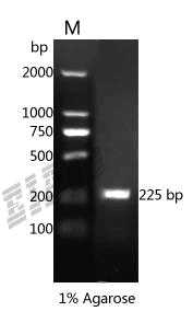Human DEFA5 Protein