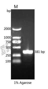 Rat Csf2 Protein