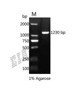 Mouse Cd36 Protein
