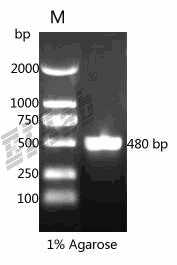 Human MMP9 Protein