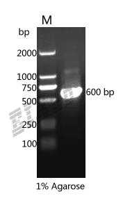 Rat Myl3 Protein
