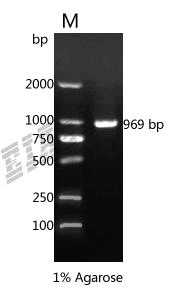 Mouse Arg1 Protein
