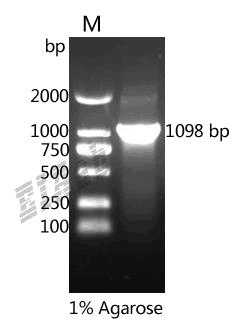 Human ABI3 Protein
