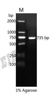 Human TPSAB1 Protein