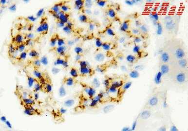 Human CD34 Polyclonal Antibody