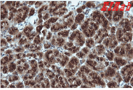 Human GADD45G Polyclonal Antibody