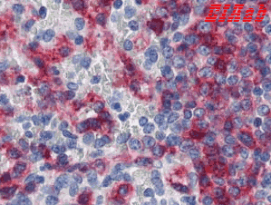 Human HLA-E Polyclonal Antibody