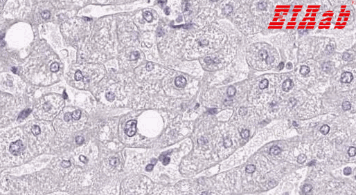 Human ZG16 Polyclonal Antibody
