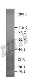DAP3 293T Cell Transient Overexpression Lysate(Denatured)