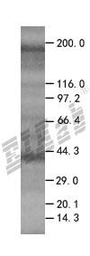 FAIM3 293T Cell Transient Overexpression Lysate(Denatured)
