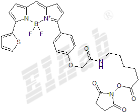 BDY TR-X, SE Small Molecule
